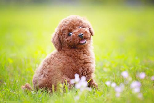 小狗拉肚子怎么办,几招教你不慌乱