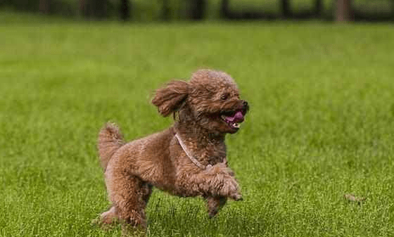 贵宾犬尿黄怎么办？对比下这些情况