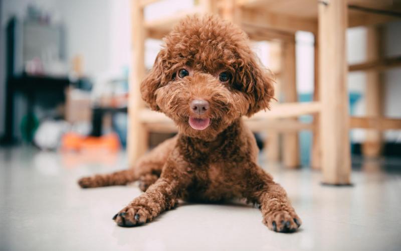 泰迪犬如何喂养？这些方法需要了解清楚