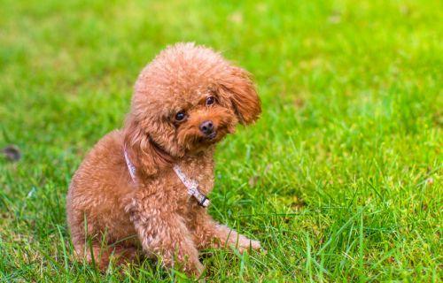 贵宾犬咬人吗?这篇文章可以消除你的疑惑
