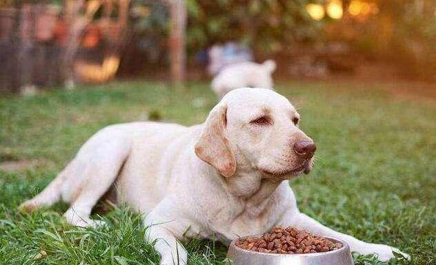 有狂犬病的狗能活多久?狂犬病知识解答