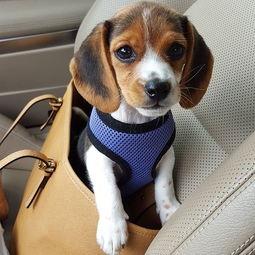 比格犬掉毛吗,掉毛又怎么护理呢