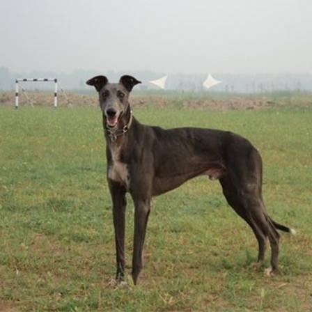 猎兔犬什么品种好?猎兔能手格力犬详解