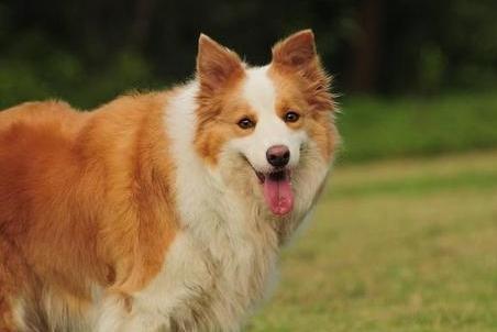 边境牧羊犬为什么禁养,这些常识你要清楚