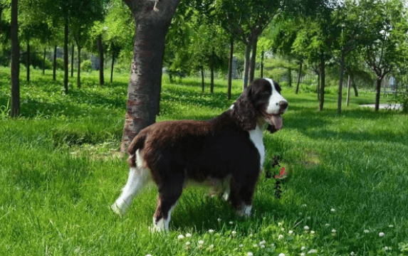 史宾格犬斑点多好吗?好与不好全凭这些