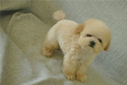 茶杯泰迪犬多少钱?大概你有钱不一定买的到