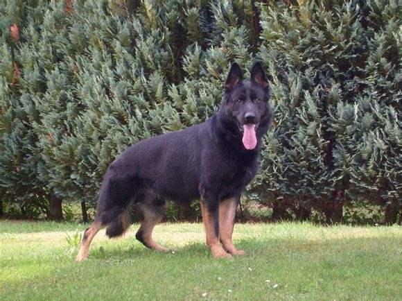 东德牧羊犬喂什么最好,精心总结喂养方式