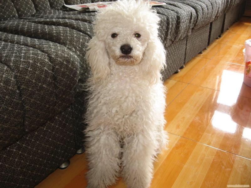 贵宾犬能吃骨头吗?现实中我们要这样做