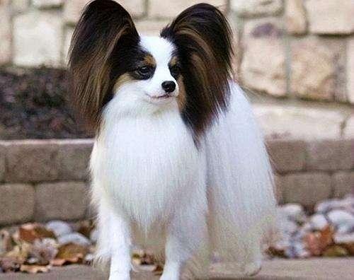 蝴蝶犬怎么训练,这几种办法要学会