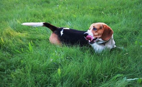 比格犬和金毛哪个好?对眼的是最好