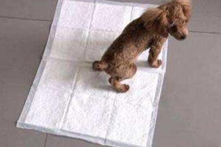 贵宾犬怎么训练上厕所？最主要是要坚持