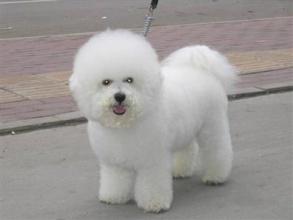 狗狗多大算成犬?大部分成年的时间都差不多