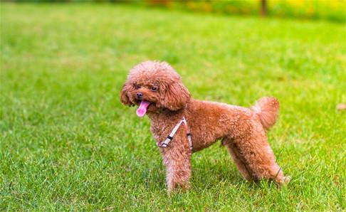 贵宾犬怎样训练?都是要耐心的