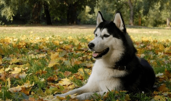阿拉斯加雪橇犬多少钱,了解套路在购买