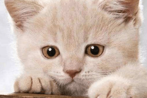 猫发出咕噜咕噜的声音是什么情况？真相在这里！