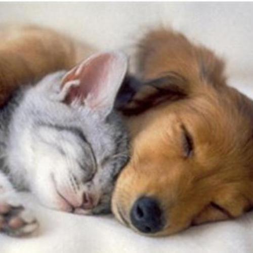 狗发抖是怎么回事?除了冷可能还有这些原因