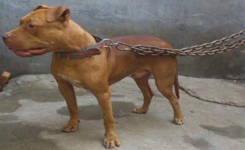 成年比特犬多重?浑身的力量感