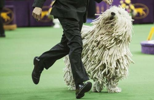 最大的狗是什么品种?犬种巨兽“蒙多犬”