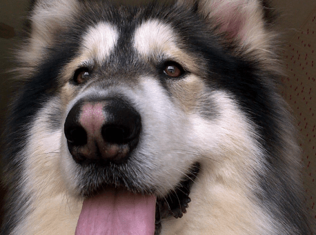 阿拉斯加拉稀怎么办,肠胃问题要注意!