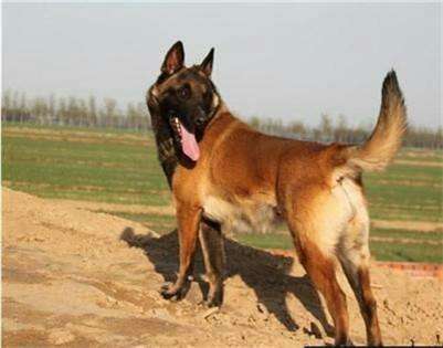 马犬如何训练,让你头疼的问题通通搞定