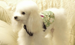 贵宾犬很瘦怎么办?得分析具体的原因