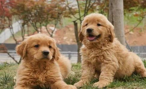 比格犬和金毛哪个好?对眼的是最好