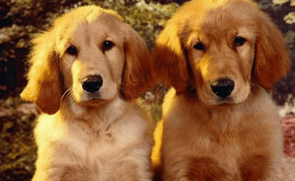 金毛犬怎么看纯不纯?注意这几个方面的特征