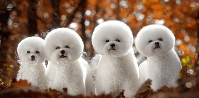 比熊犬吃什么!这样喂才会茁壮成长~