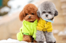 玩具贵宾犬怎么样?来大概的了解下