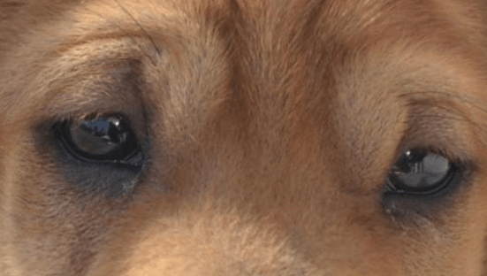 狗狗有眼屎是什么原因,这里说几个常见的