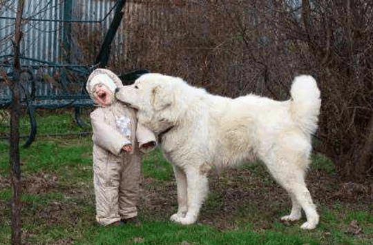 大白熊犬公的好还是母的好?这就是喜好萝卜白菜的问题