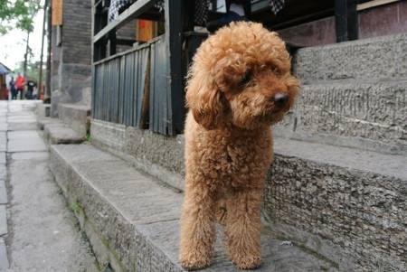 泰迪毛色变浅怎么办?先从这几个方面找找原因