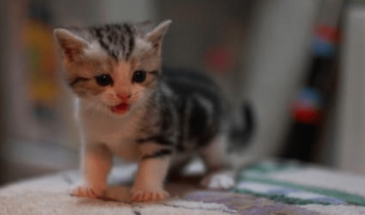 小奶猫一直叫？主要还是这些原因