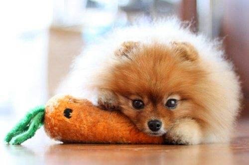 博美老是急促呼吸,考虑是不是这些问题