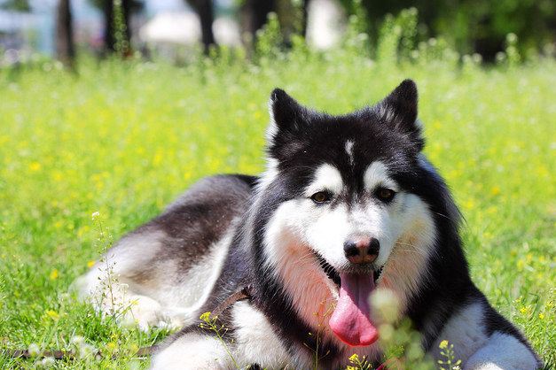 阿拉斯加雪橇犬咬人吗,人类行为至关重要