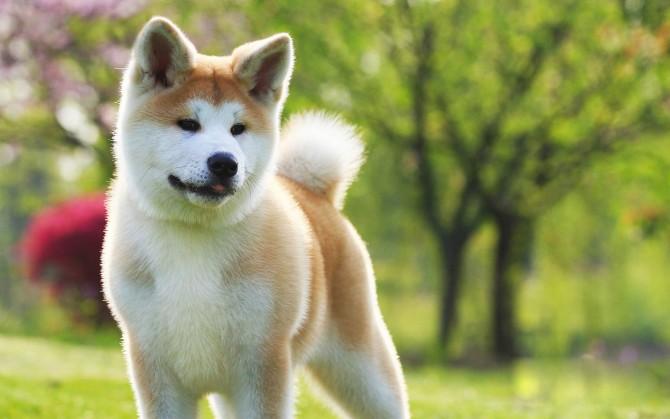 为什么养秋田犬的人少,自身硬伤比较多