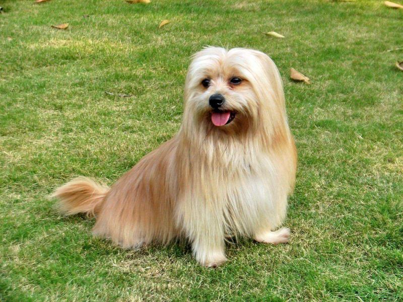 西施犬和约克夏的区别,简直不要太像