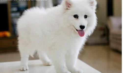 银狐犬怎么训练？这些训养诀窍你要知道