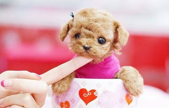 茶杯犬哪里有卖?小编带你了解茶杯犬