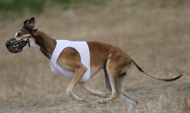 格力犬怎么训练？切勿操之过急