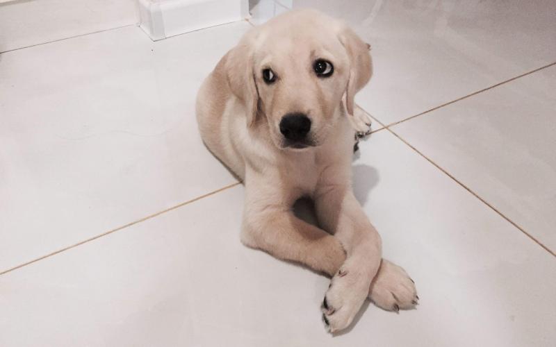 狗能吃海鲜吗?视狗子的情况来定