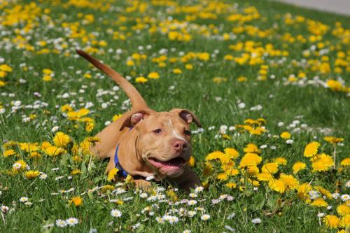 如何训练比特犬?松是害严才是爱!