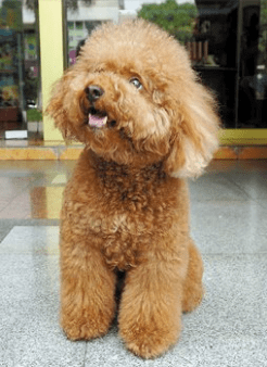 贵宾犬和金毛哪个聪明？看看这个公认的答案