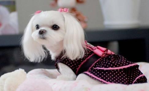 马尔济斯犬掉毛吗?关键还是看日常打理