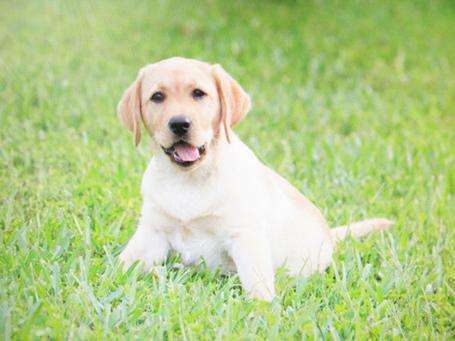 拉布拉多拉稀怎么办?方法在手不用慌