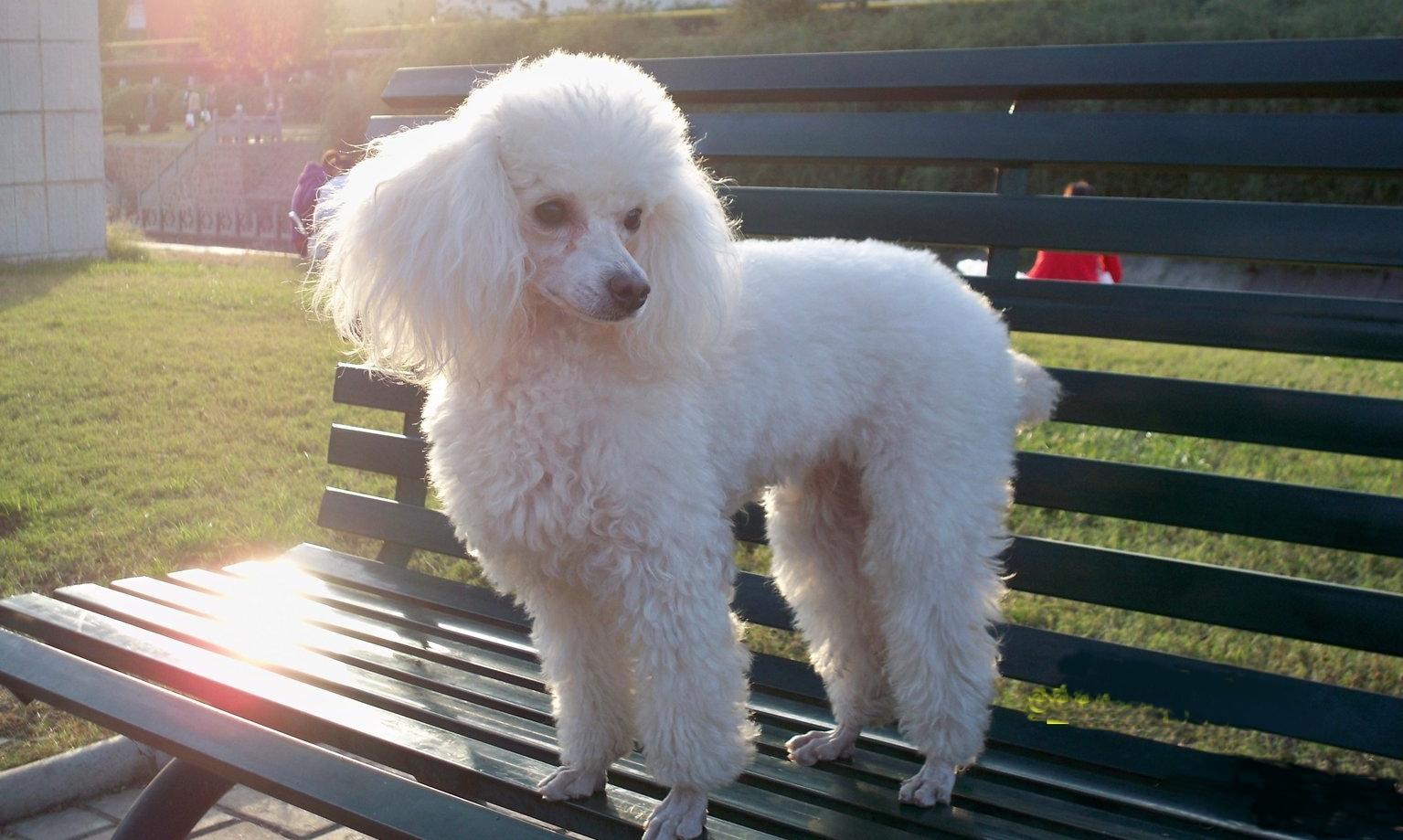 贵宾犬的训练方法,必备简单易学的方法