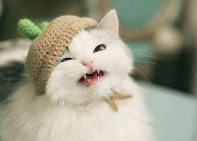 小猫身上有跳蚤怎么办?赶紧解决掉阻止其繁殖
