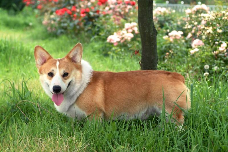 柯基犬适合家里养吗?别急着养先看完这些