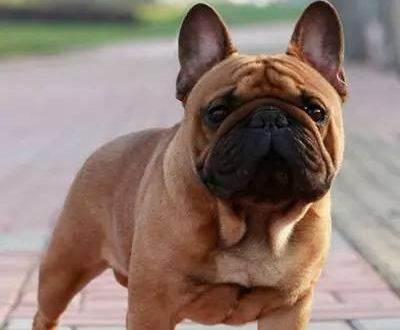 法国斗牛犬会咬人吗?读完这篇你就懂了