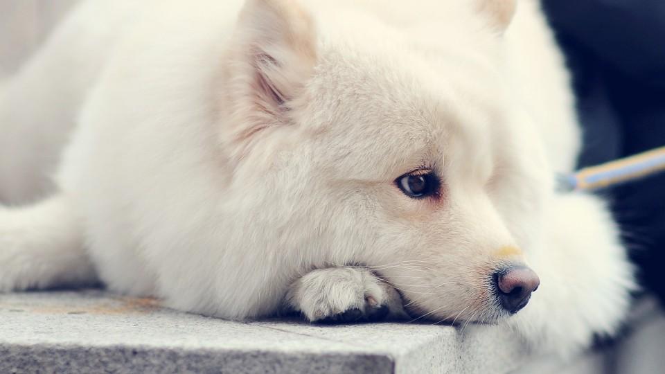 狗狗为什么总是叫,如此吠叫最可怕